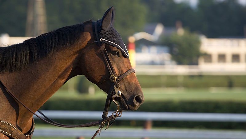 The Saratoga Hilton image 3