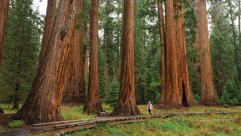 Tenaya Lodge at Yosemite image 3